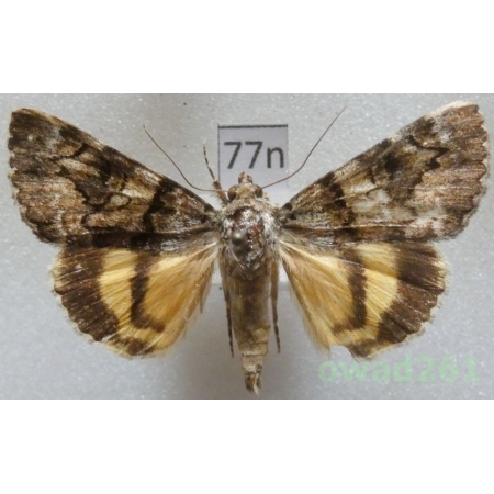 Catocala nymphagoga (Esper, 1787) Croatia77n